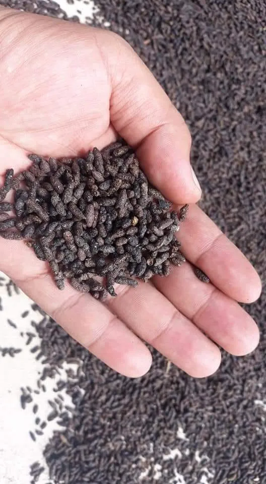 Bat Guano For Fertilizer High Quality 0084816719979