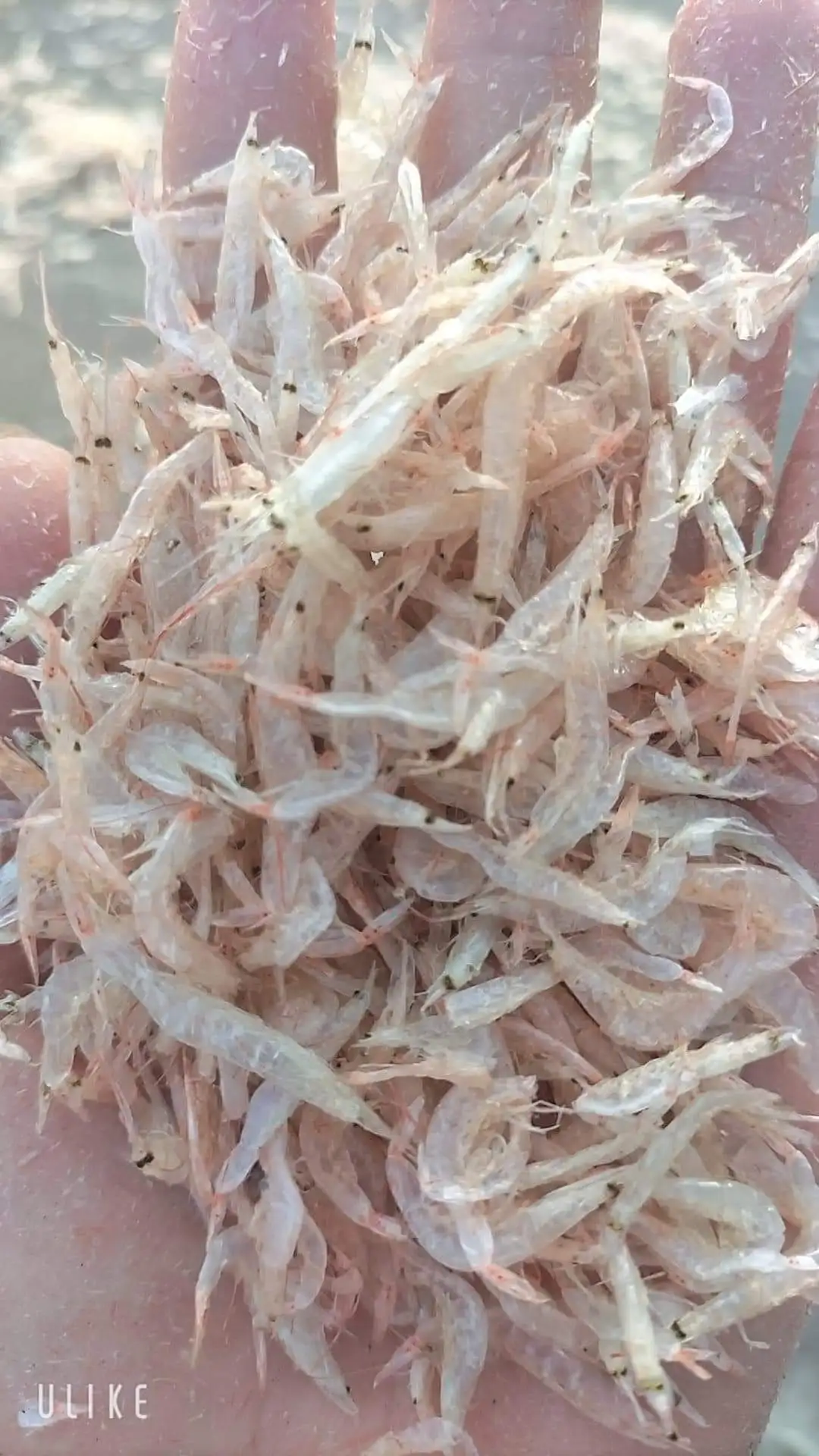 Dried Shrimp Price  Best Taste Cooking Multi Use Processing Type Delicious Flavor Dried Baby Shrimp Vietnam