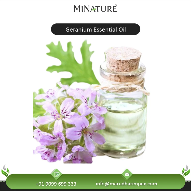 Lowest Price Wholesale Manufacturer Supply 100% Natural and Pure Best Geranium Flower Extract Essential Oil from India