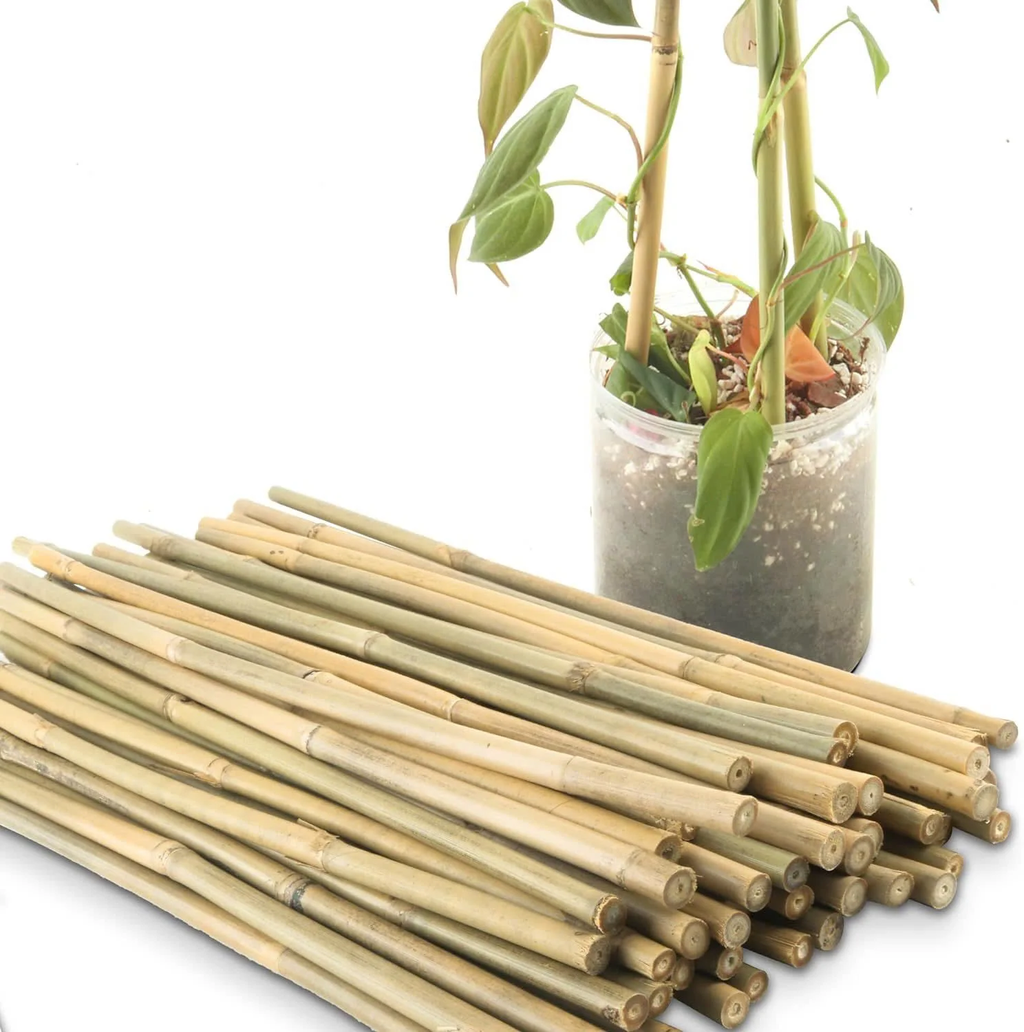 Декоративные бамбуковые палочки или для растений могут окрашиваться в соответствии с покупателем по дешевой цене от Eco2go Vietnam