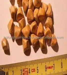Ox-Cow-Gallstones10.jpg