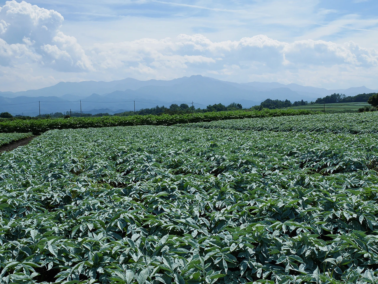 Japanese high quality hot sell sea konjac face cleansing organic sponge