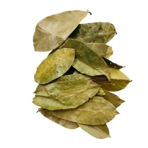 POPULAR TREND SOURSOP LEAF TEA SOURSOP LEAVES DRIED FOR SALE/ DRIED SOURSOP LEAVES WITH HIGH QUALITY AND BEST PRICE