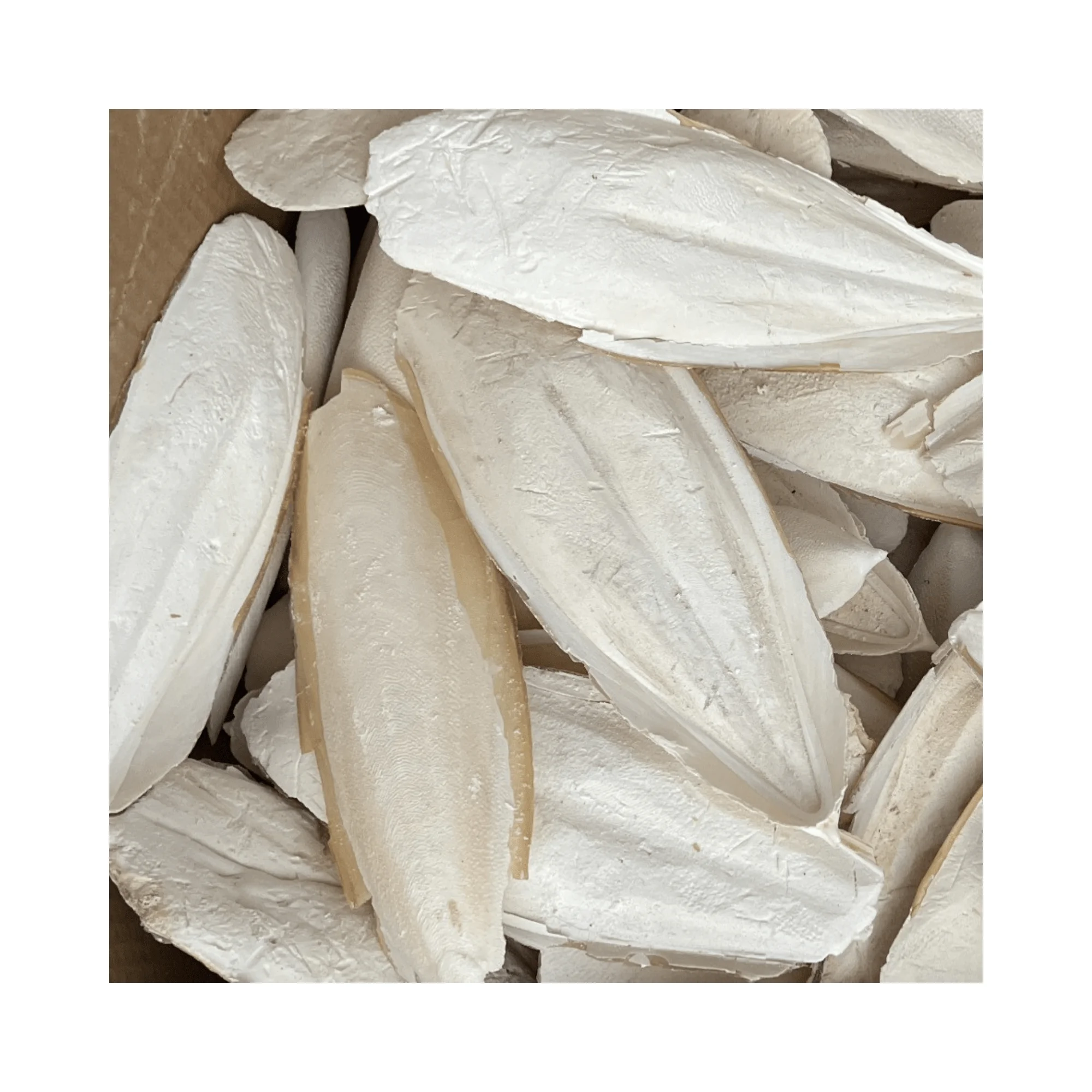 Dried Cuttlebone for bird / Cuttlebone Material supply in bulk Wholesales High quality and competitive price from 99GD