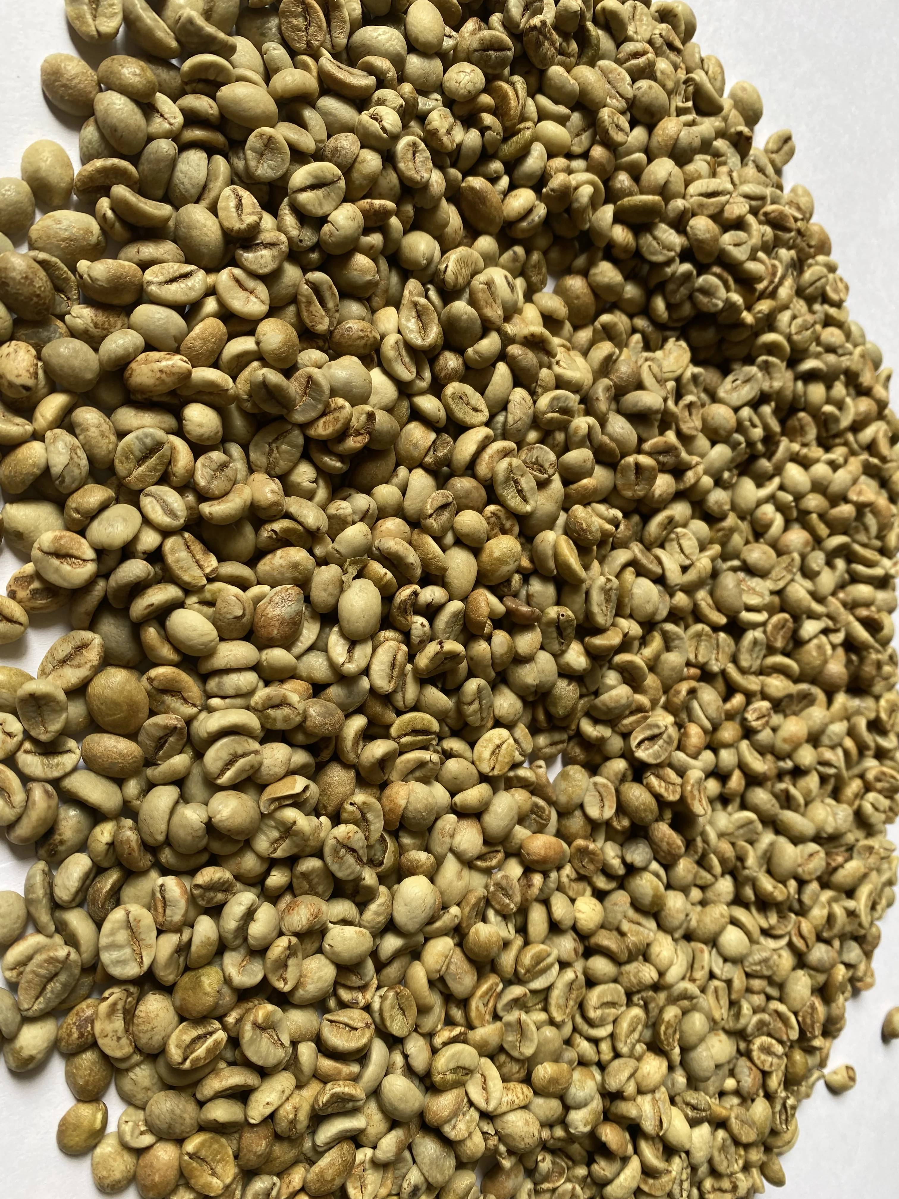 High quality Robusta green coffee