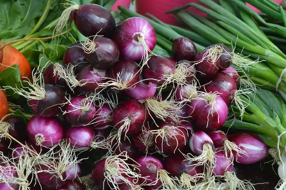 Оптовая продажа свежих овощей вкусный свежий желтый