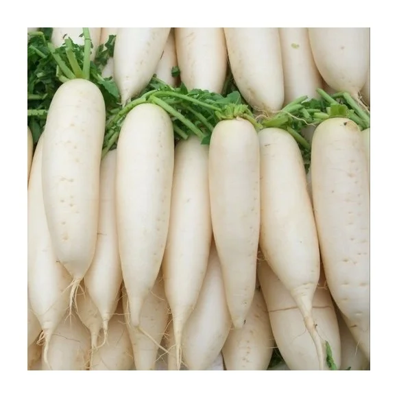 Top Quality Fresh Vegetables Radish For Sale At Best Price