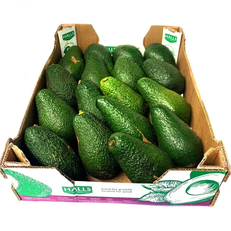 Fresh Avocado Made In USA For Export With The Best Price Standard High Tropical Fruit New 2023