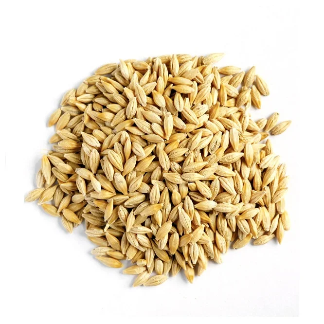 Rogue Quality Whole Barley Grain Feed | Livestock Feed Barley Animal Feed Barley