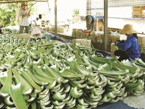 Best Seller Diced Aloe Vera Drinking Syrup - Barbadensis Miller//Ms. Esther