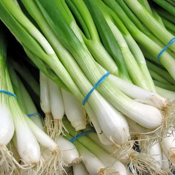 Fresh green union spring из Египта высокое качество