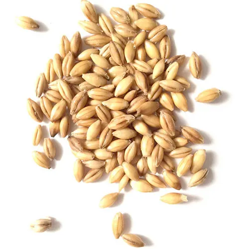 Bulk Malted Barley, Barley Grain Ready For Export For Sale