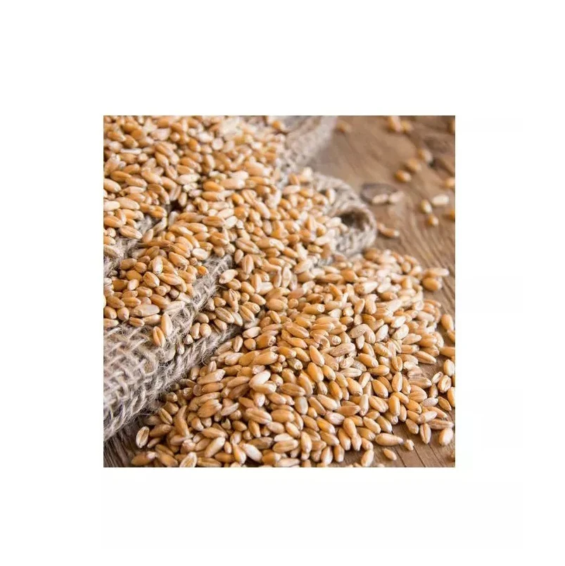 Wholesale Supplier Best Quality Organic Whole Wheat Grain For Sale In Cheap Price