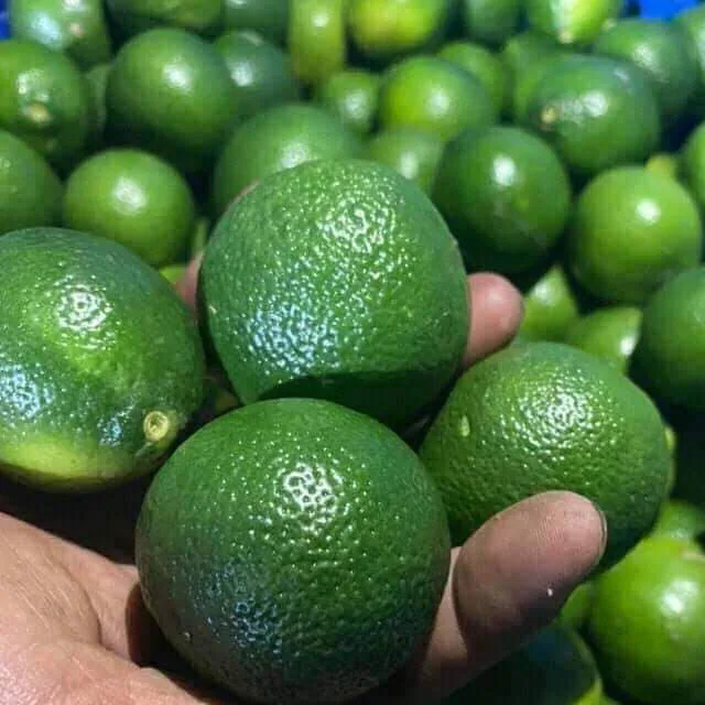 fresh green lime 9.jpg