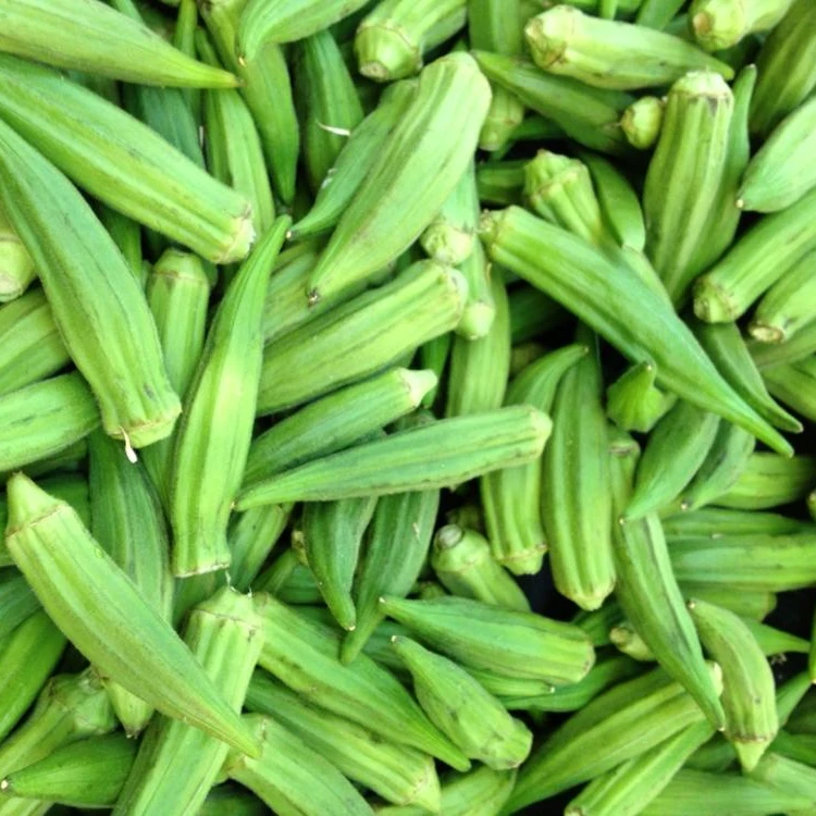 CHEAP PRICE GREEN FRESH OKRA FROM THAILND/FRESH ORGANIC LADY FINGERS FOR SALE