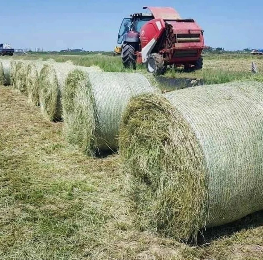 Alfalfa Hay Green And Brown For Sale Direct From Our Farm