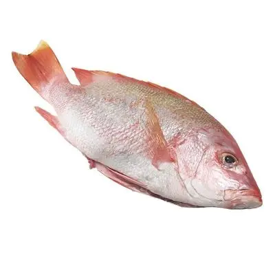 Fish Red Snapper - FROZEN SNAPPER - HIGH QUALITY
