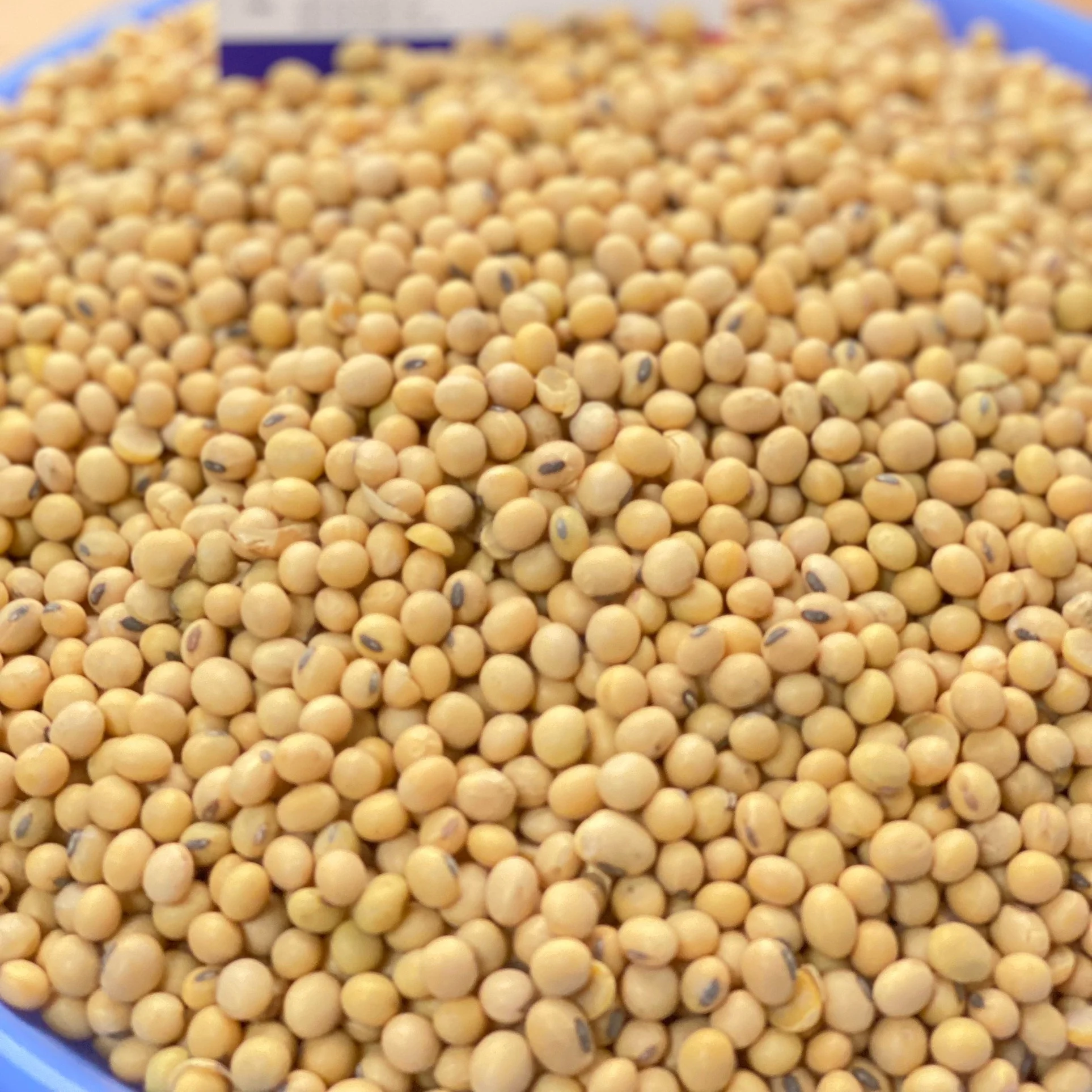 Factory Wholesale Organic Soybeans Non Gmo Soy Top Grade Yellow Soybeans For Making Tofu