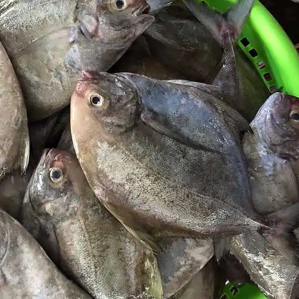 Competitive Price Black Pomfret - Seafood Exporter From Vietnam