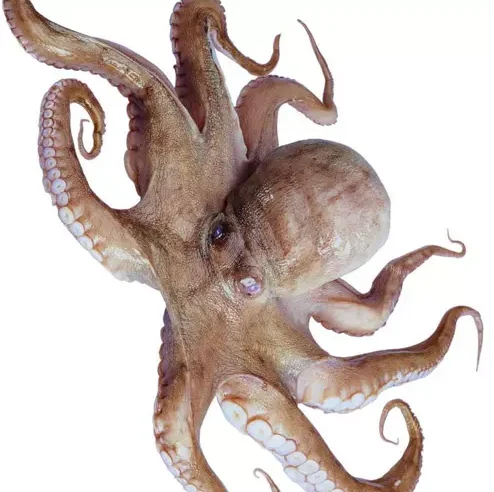Sea Frozen Baby Octopus/Big Size Octopus with Competitive Price Wholesale Seafood Products