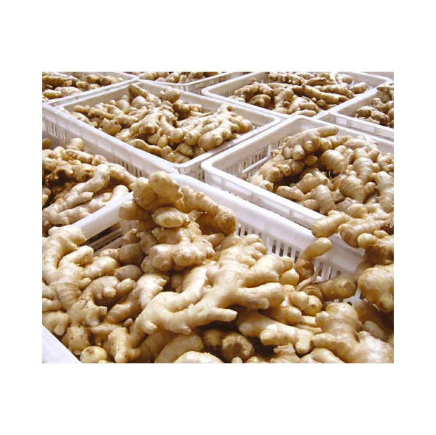 New Season Ginger Price Per Ton Bulk Farm Planting Fresh Ginger