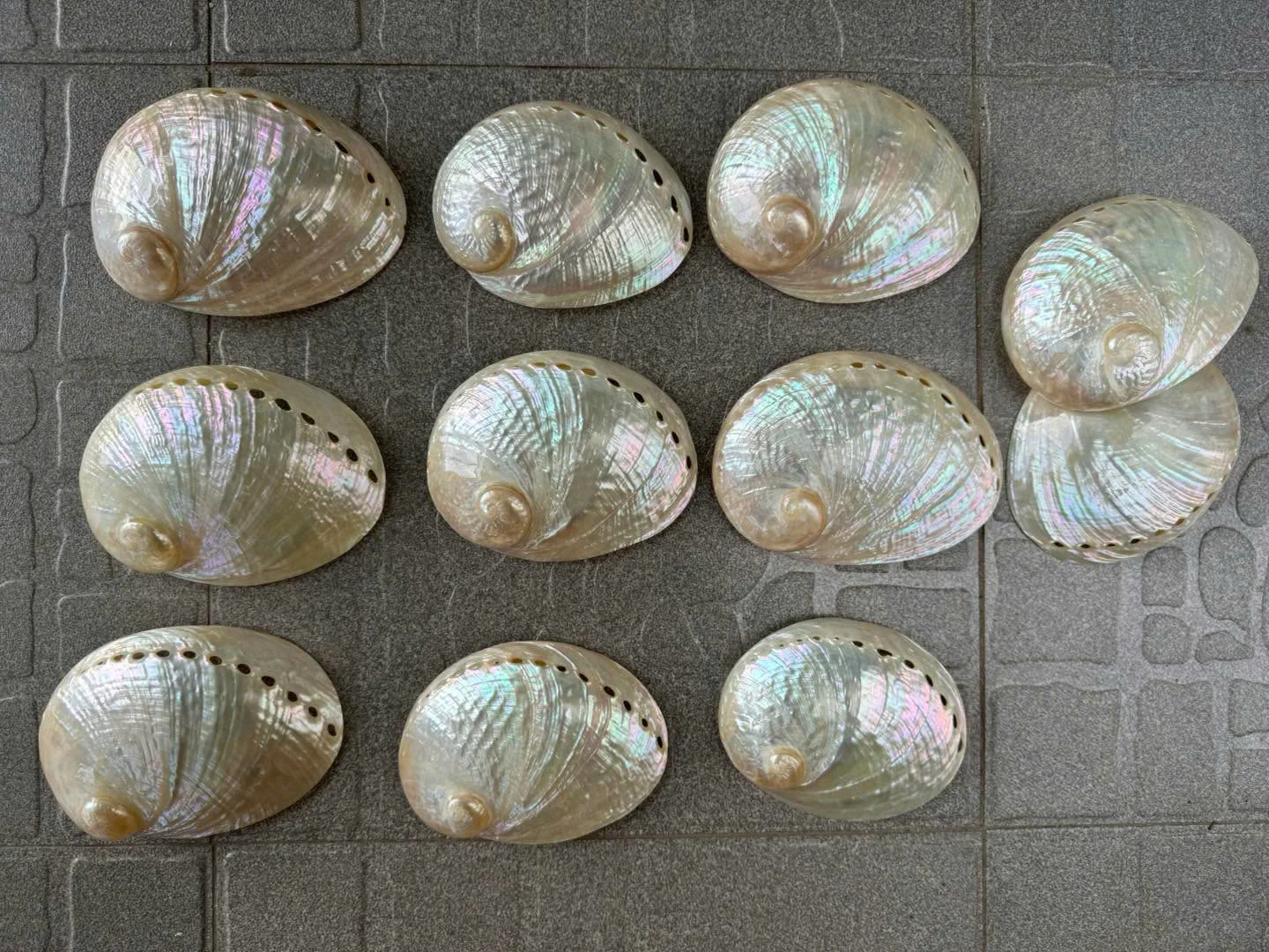 WHOLESALE ABALONE SHELL FOR DECORATION CRAFT FROM VIETNAM CHEAP PRICE 2024