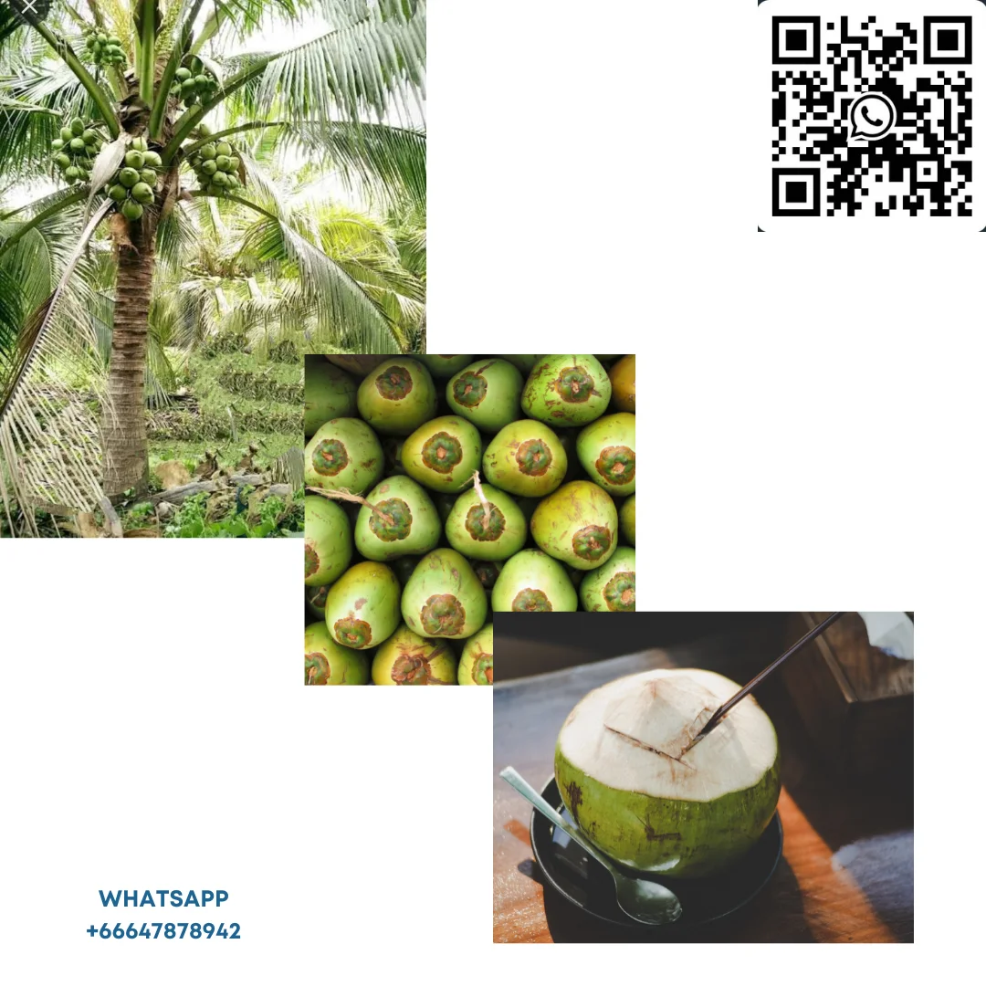 Product of Thailand Natural Drink Organic  CHEEWA Coconut Water Kancheewalanad Company OEM BOX
