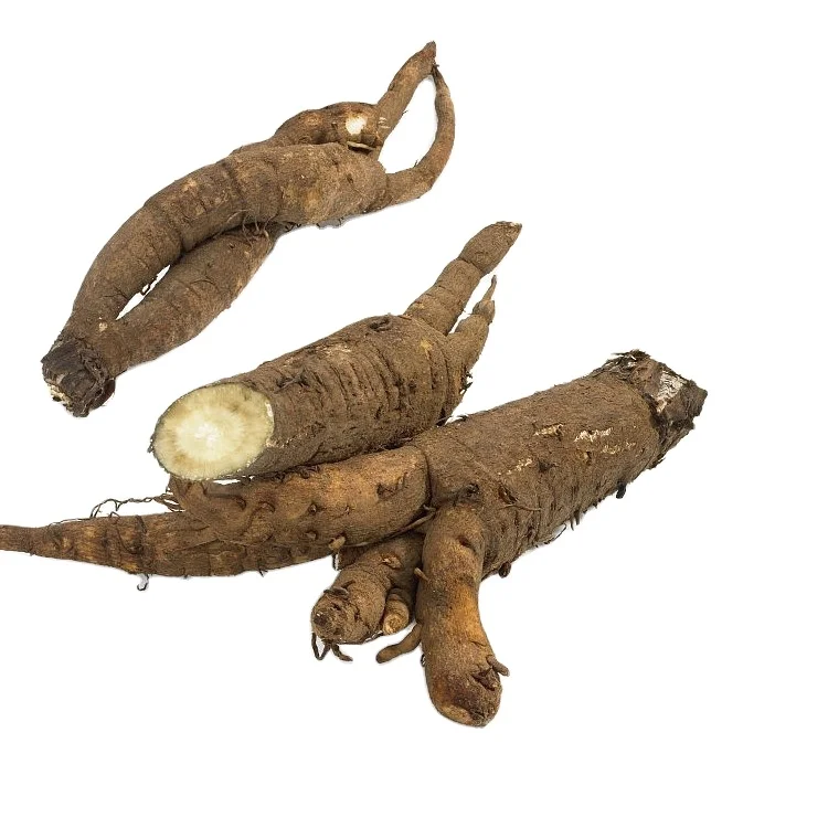 Оригинальные чистые натуральные высококачественные свежие овощи Burdock доступны для