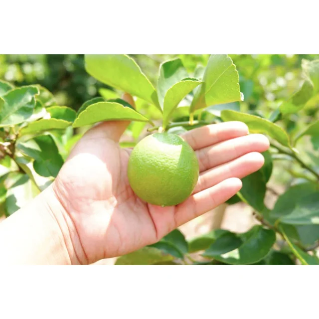 High Quality 100% Natural Fresh LEMON Fruit Wholesale From Thailand Green Citrus  Lemon Lime Juice