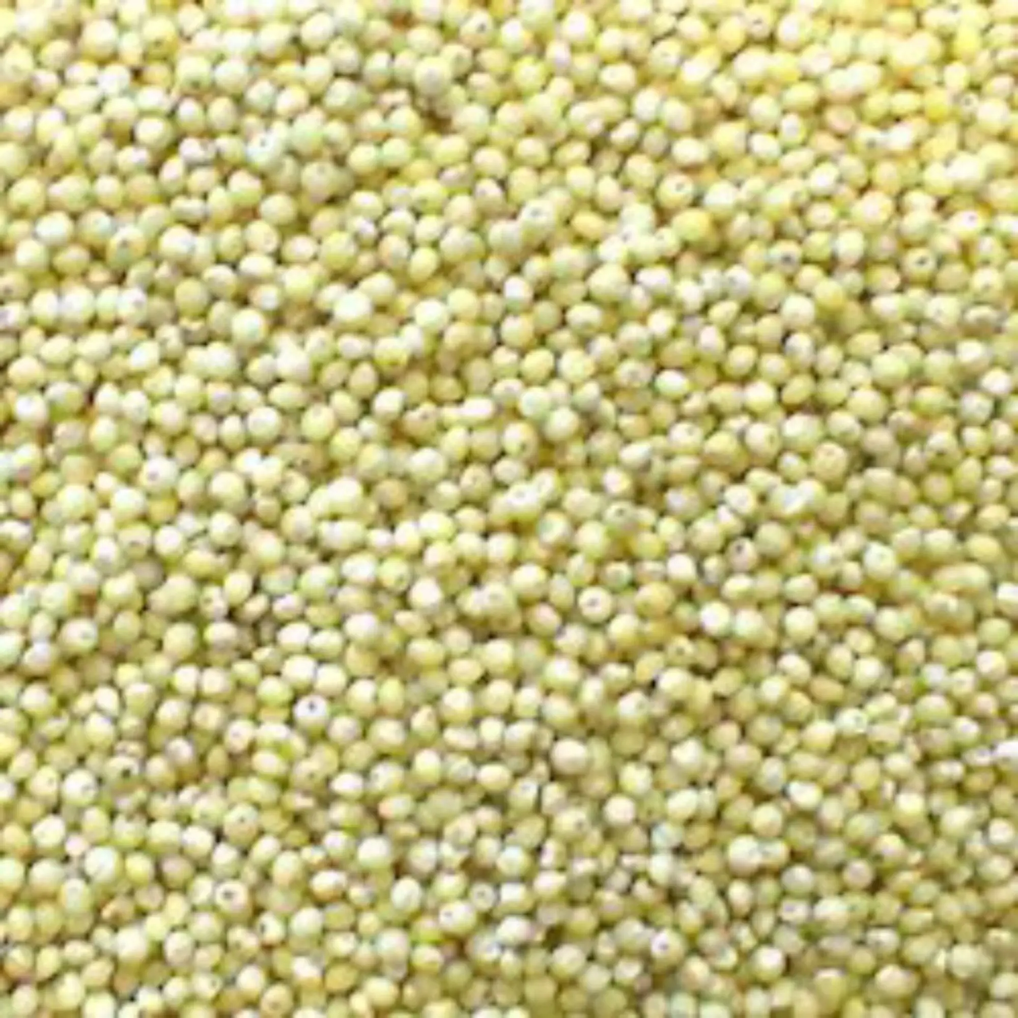 Manufacturer of green millet / bajra / millet bajra for export