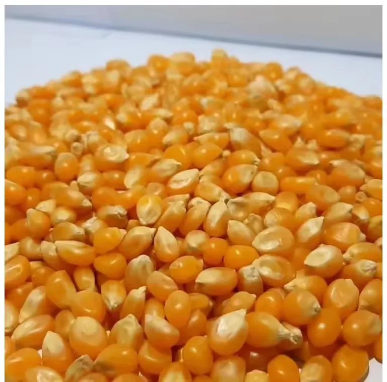 New Corp High Quality Non Glutenous White Yellow Corn Bulk White in Thailand