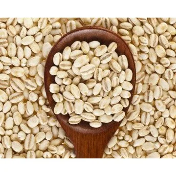Bulk Supply of Top Quality Barley Grain for Food Industry Wholesale/ Hot Sale