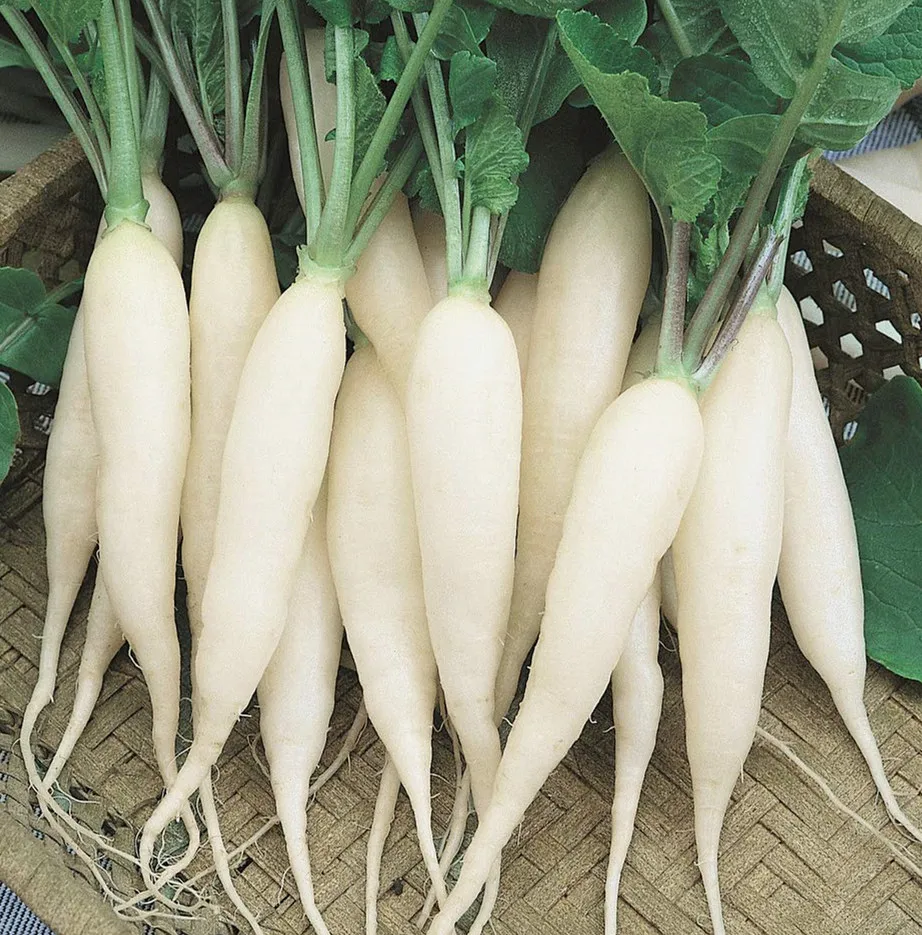 Wholesale Organic fresh white/Red Radishes