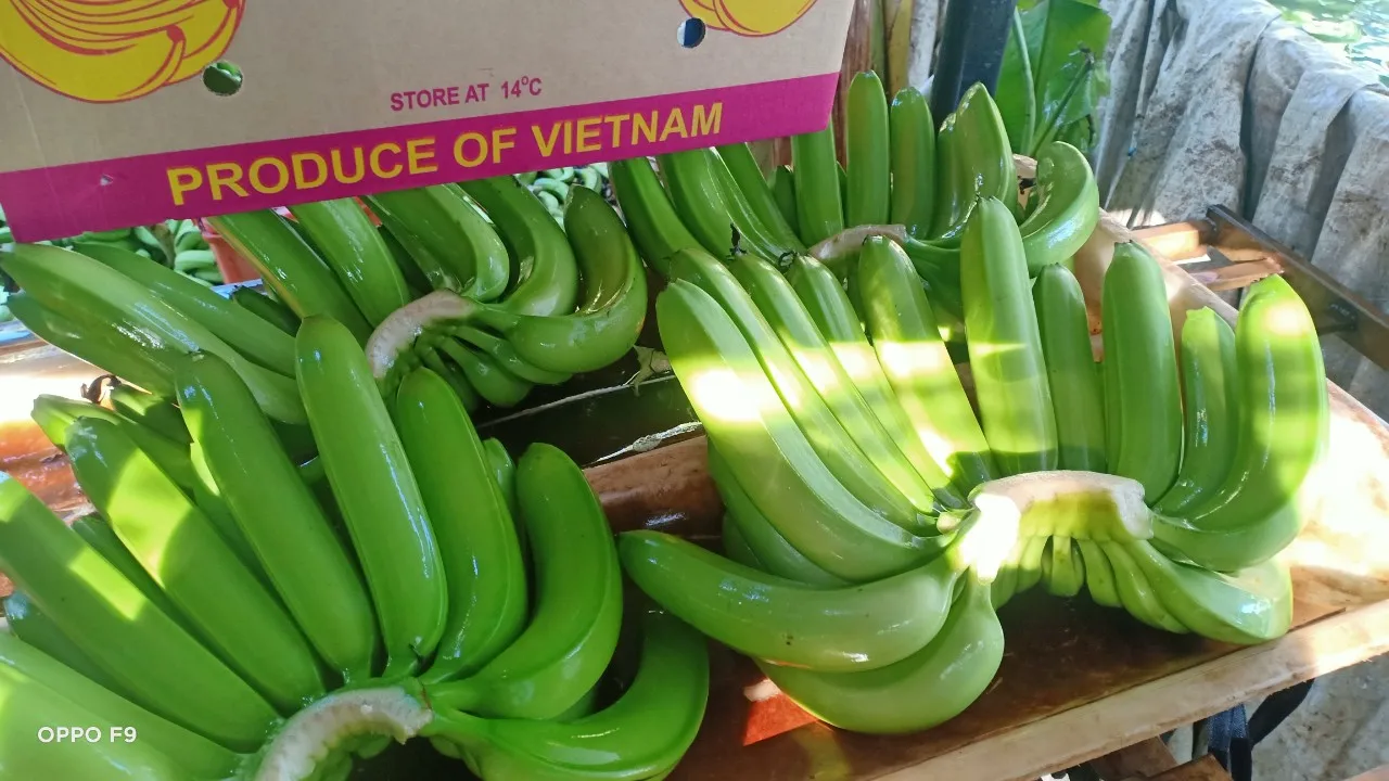 Direct from the Plantation: Fresh Cavendish Bananas for Export