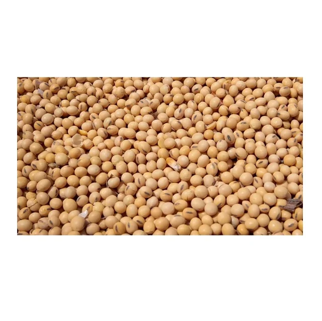 Soybeans Good Quality / Soybeans Seeds / Soy bean for Sale