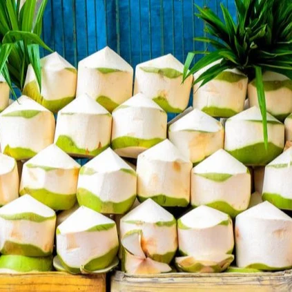High Quality Vietnamese Fresh Coconut 100% Natural The Best Price In The Market