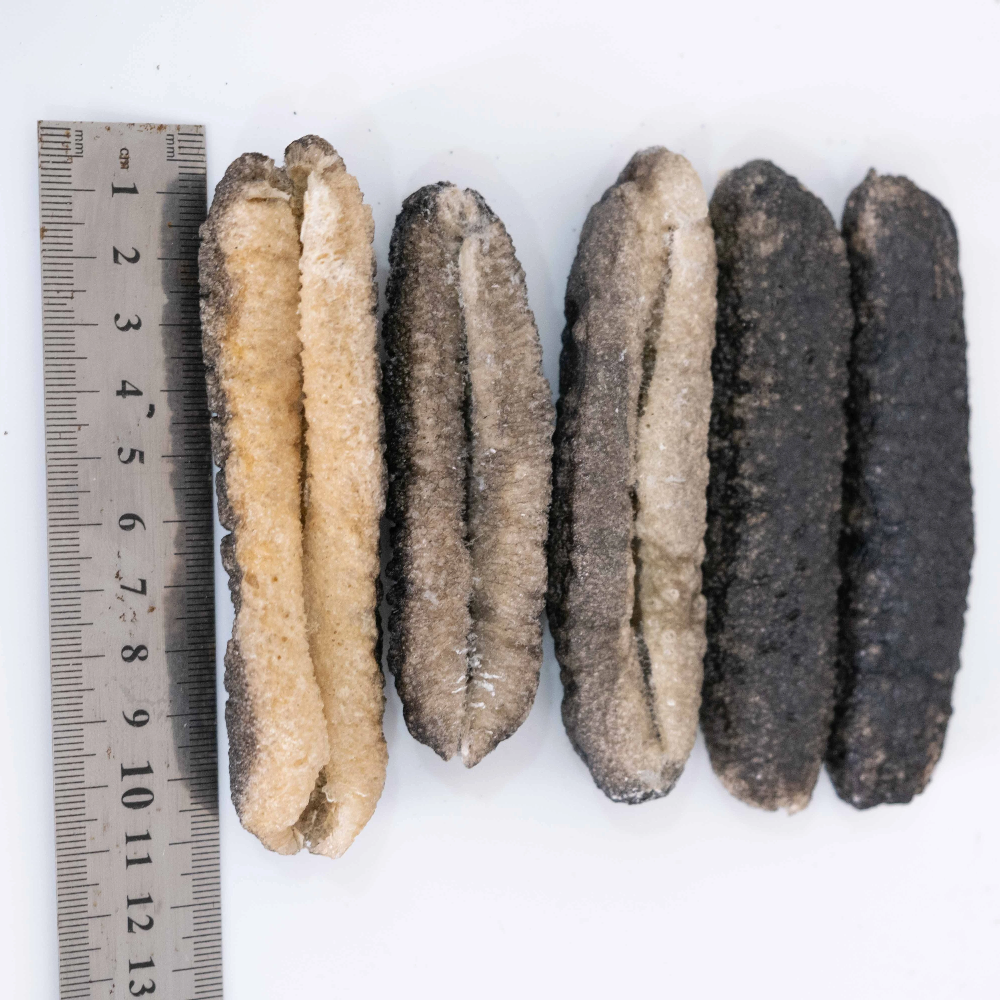Wholesale Greece High Quality Fresh Seafood Fresh Delicious Dried Wild Animal Sea Cucumber