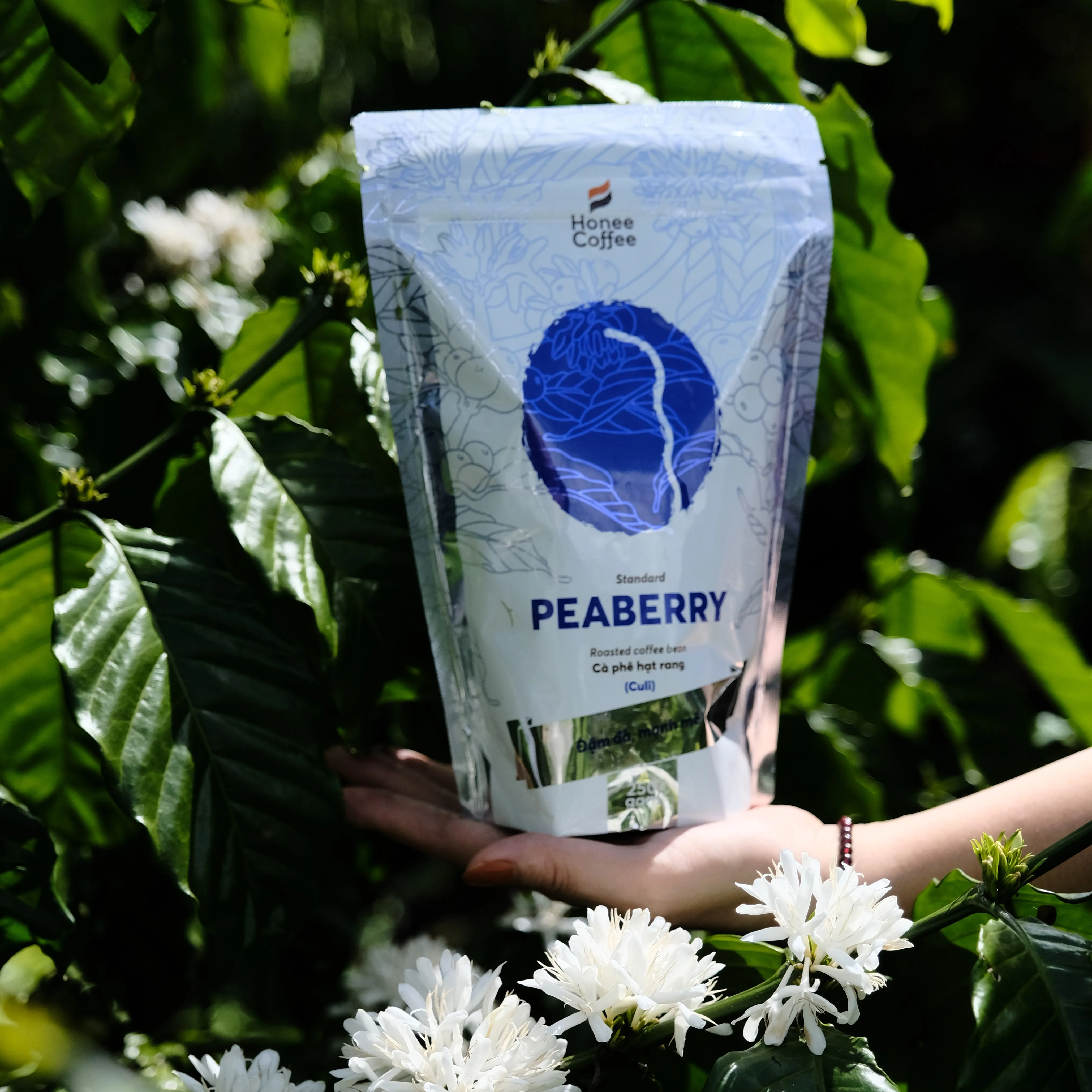 Peaberry culi жареные кофейные зерна высокое качество используется для машины Honee coffee brands происхождение из