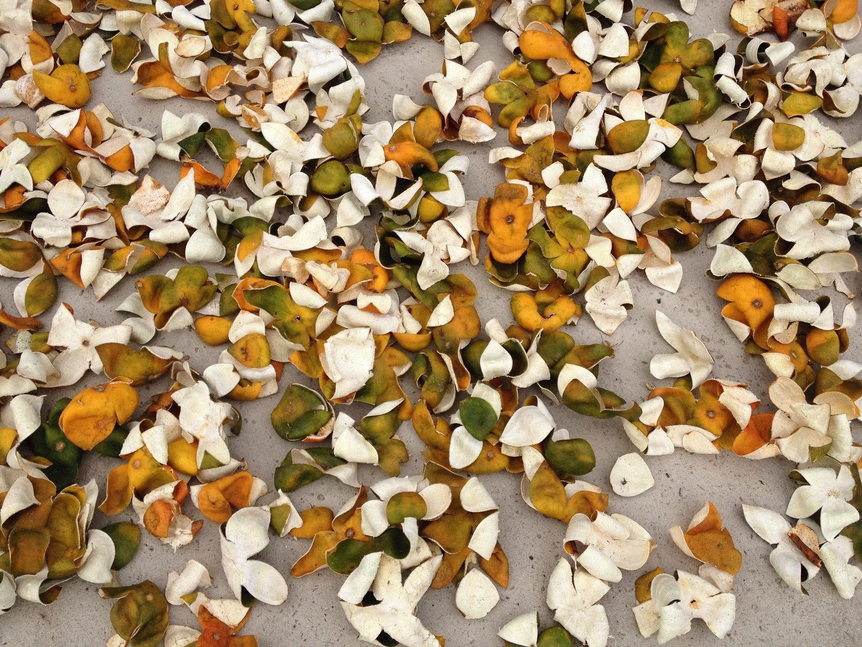 Vietnam Dry aged tree Tangerin peels