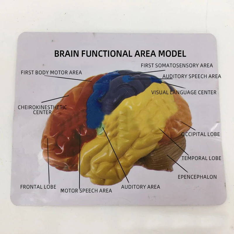 Teaching Resources Medical Science Brain Anatomical Model