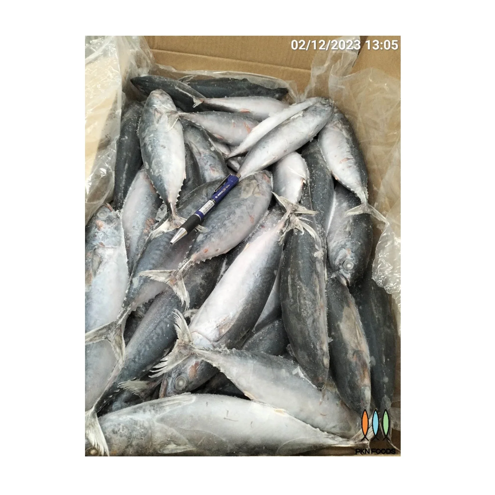 NATURE Harvest Frozen Seafood Auxis Rochei Bonito Fish 2 Years Shelf Life Wholesale From Vietnamese Brand
