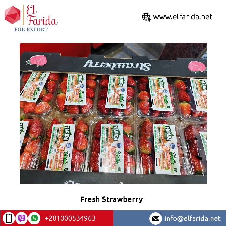 Export Quality Hot Sale Fruits Berries Delicious Sweet Taste Natural Fresh Strawberry for Wholesale Purchase at Bulk Price