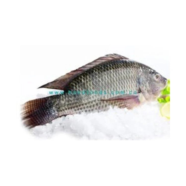Herring Fish Fish FROZEN BLACK TILAPIA And RED FISH WHOLE