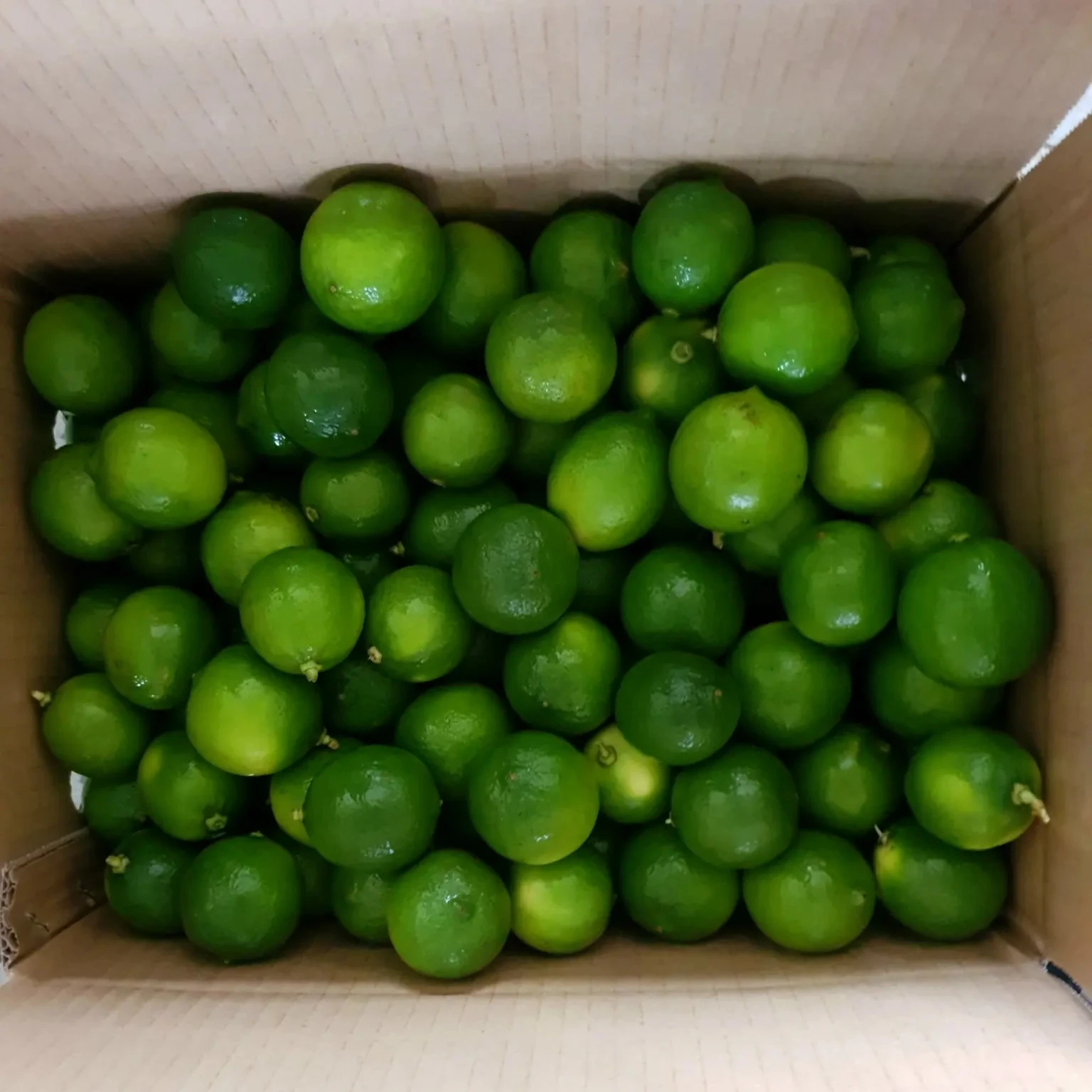 Citrus Fruit Vietnam Fresh Seedless Lime - High Quality Lime - Top Quality Product Export from Vietnam