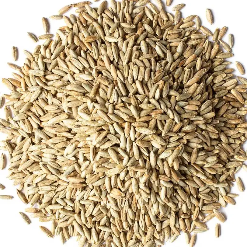 Pure Highest Quality Agriculture Grain Organic Rye for Bulk Purchase