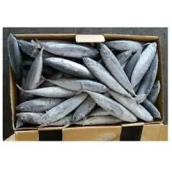 Bulk Bonito Fish for Sale - Ideal for Restaurants and Sushi Bars
