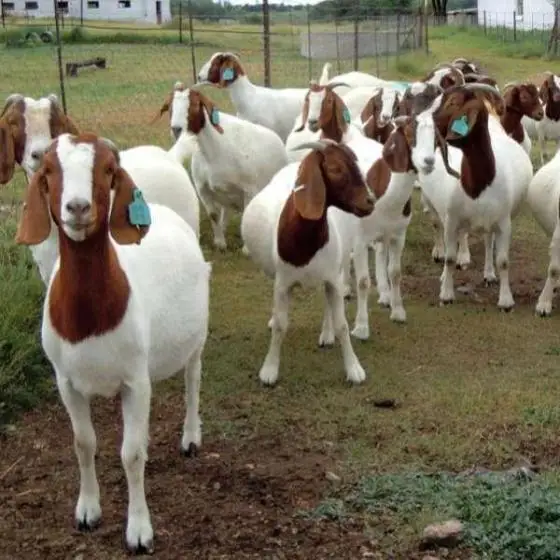Healthy Boer Goats