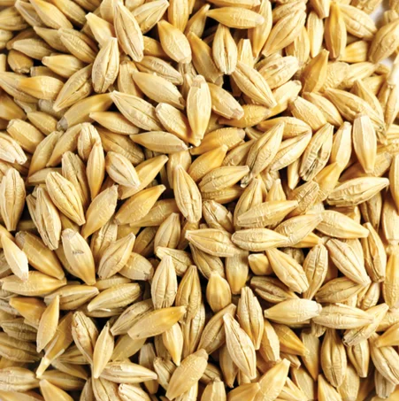Barley Grains Premium Barley Seeds/Animal feed barley/bulk barley grains Ready For Export!!
