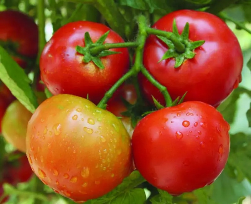 2022 Natural High Quality Pure Fresh Tomatoes