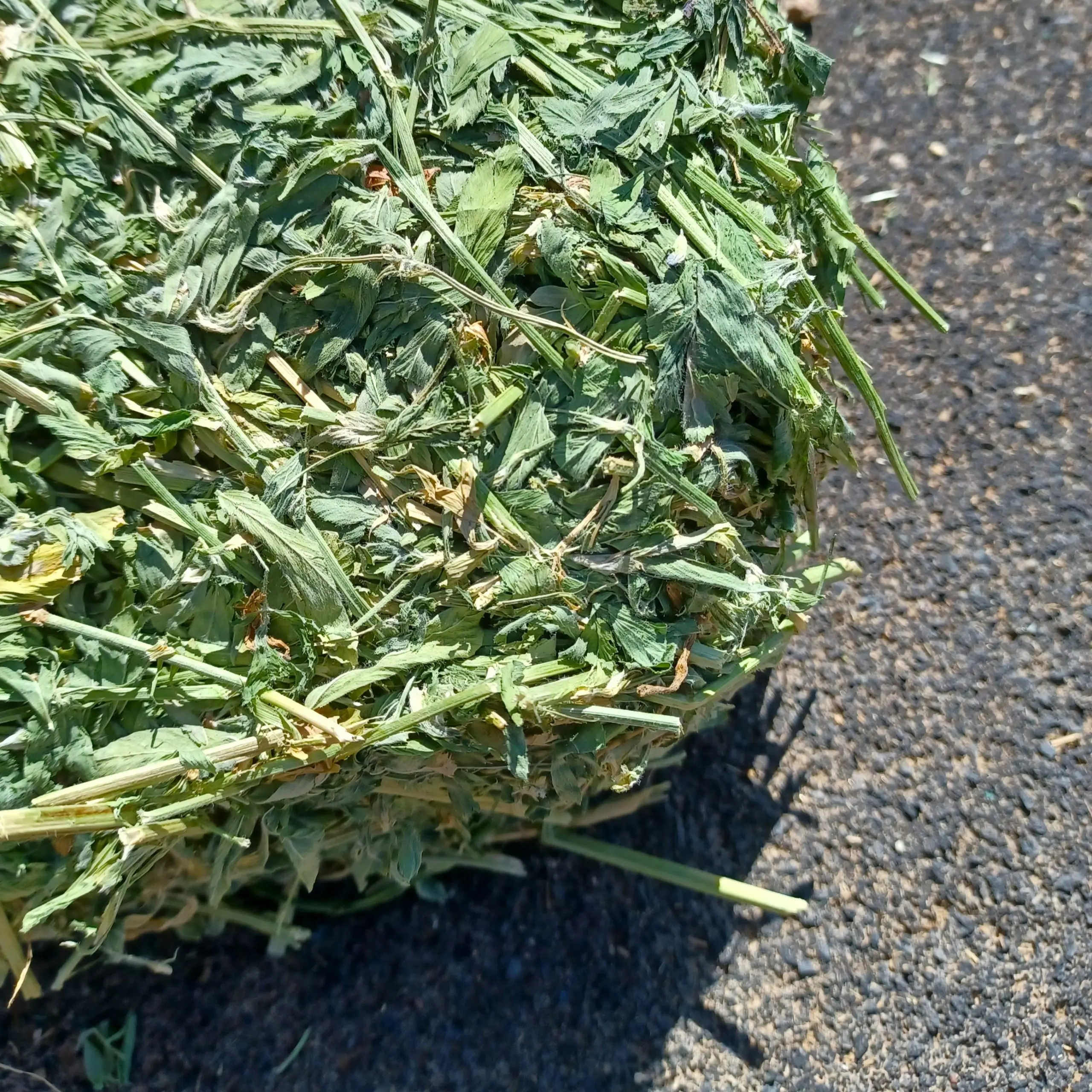 Alfalfa4.jpg